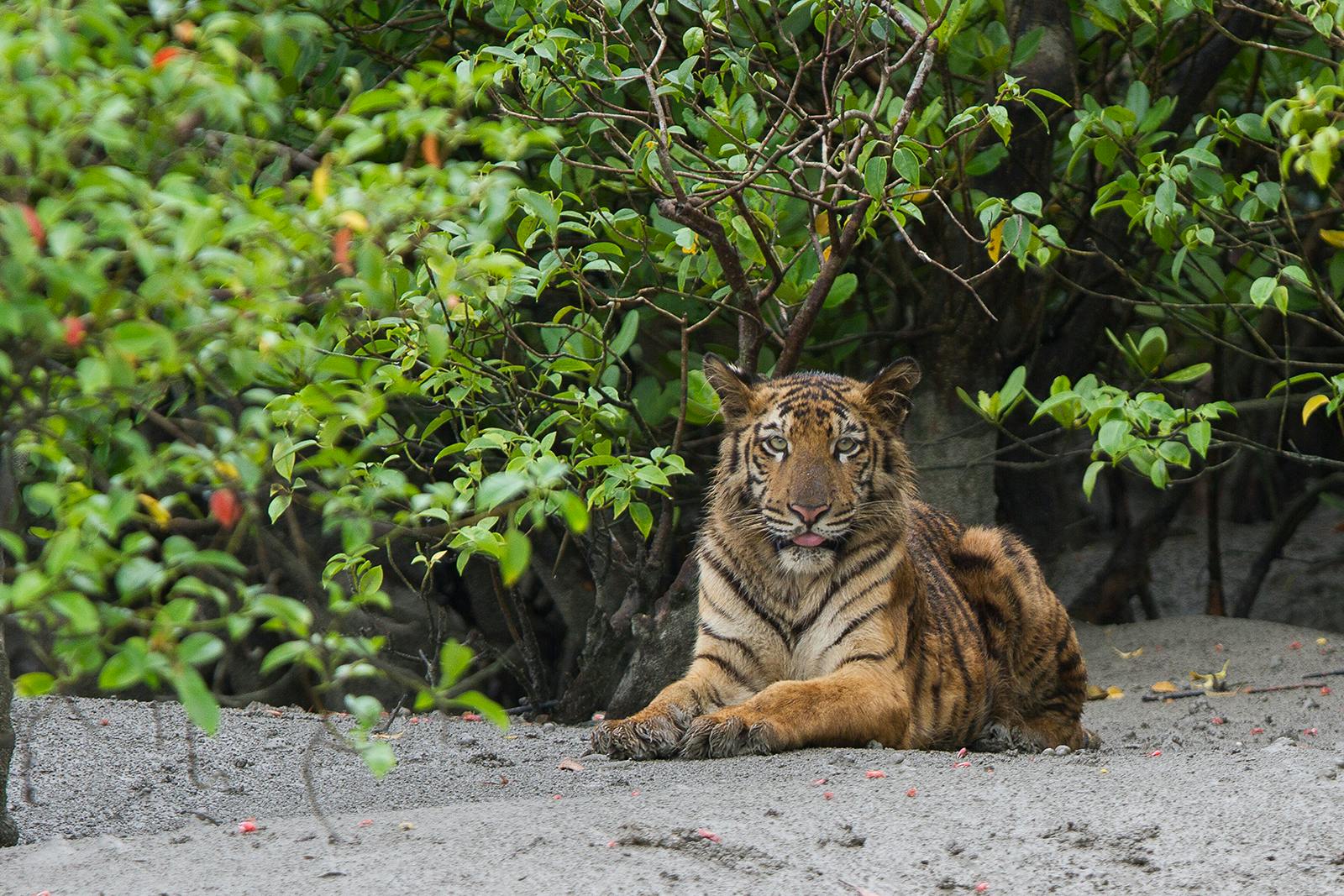 Bengal tigers in the Sundarbans mangroves | One Earth